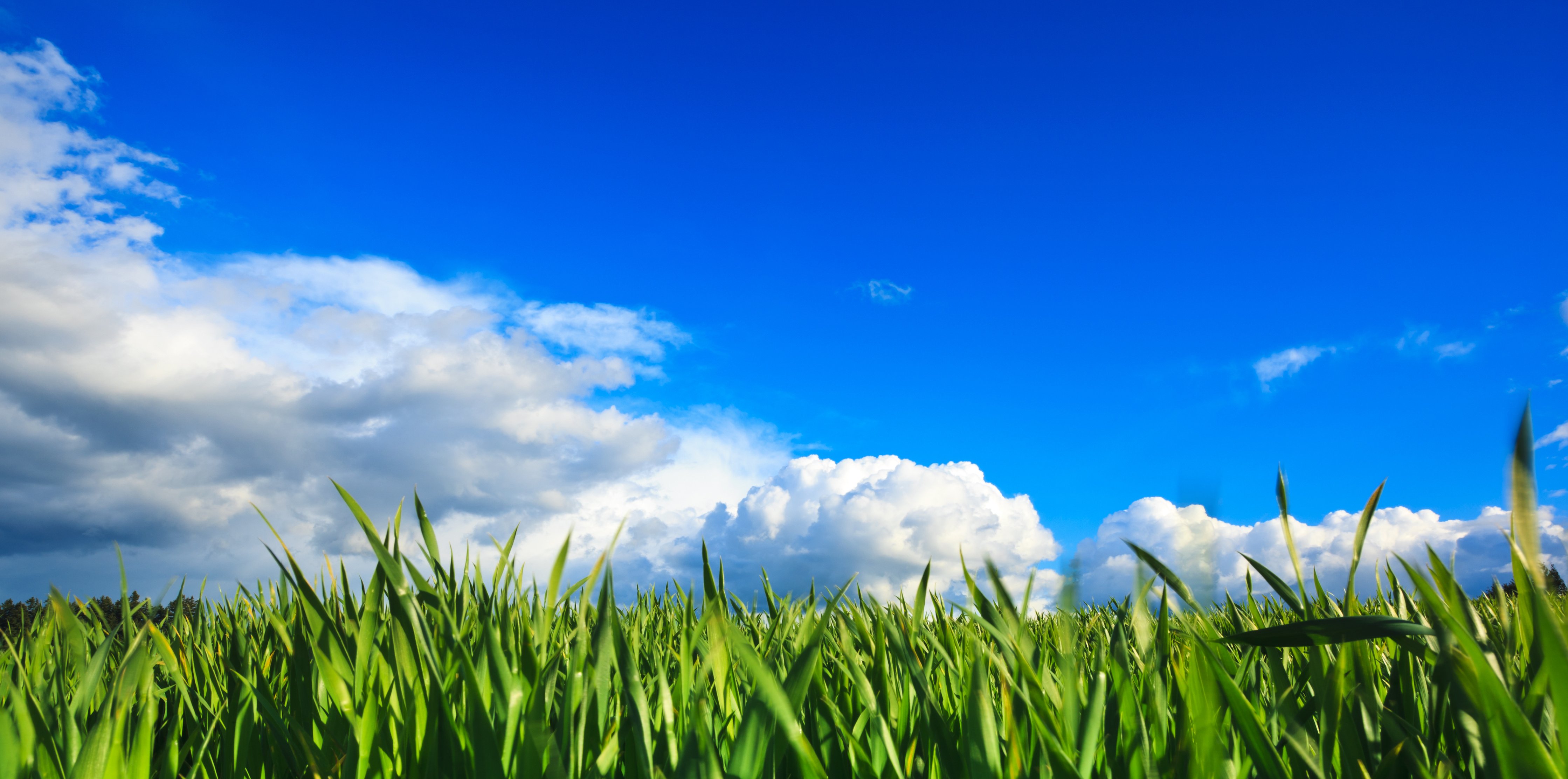 Wide Green Field